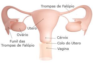 orgao reprodutor feminino